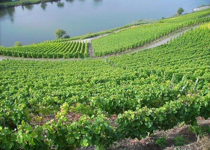 아파트 In Near Mosel River & Vineyards