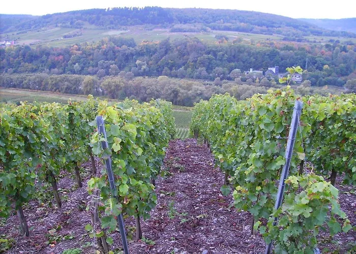 In Near Mosel River & Vineyards 아파트 *